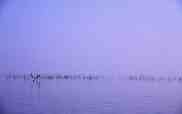 Deux milans sacrés sur le lac de Chilka