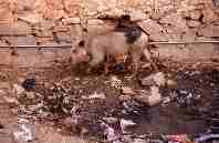 Cochon domestique à Pushkar