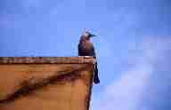 Corbeau familier (Corvus splendens), Udaipur