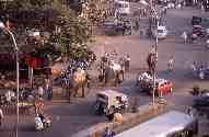 Transport par éléphants, Jaipur