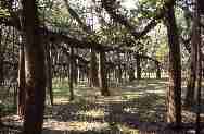 Ficus présentant la plus vaste canopée du monde, jardin botanique de Kolkata