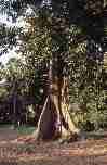 Ficus dans la jardin botaniqe de Kolkata