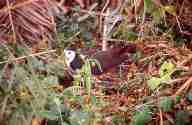 Râle à poitrine blanche (Amaurornis phoenicurus)