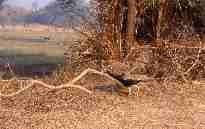 Paon bleu (Pavo cristatus), près de Bund Baretha