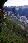 Plantation de thé autour de Darjeeling