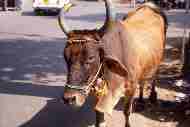 Vache sacrée et décorée, Udaipur